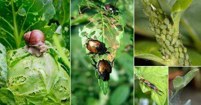 50 Types of Common Pests in Your Garden & How to Get Rid of Them - balconygardenweb.com