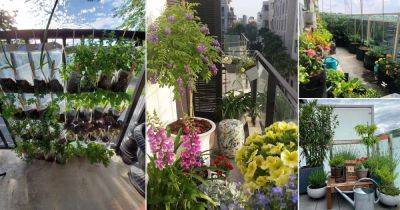 15 Apartment Balcony Gardens on Reddit for Perfect Inspiration - balconygardenweb.com