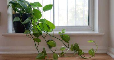 How to Grow and Care for Philodendron - gardenerspath.com - Usa