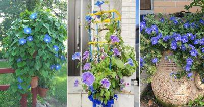 How to Grow Morning Glory in Pots - balconygardenweb.com