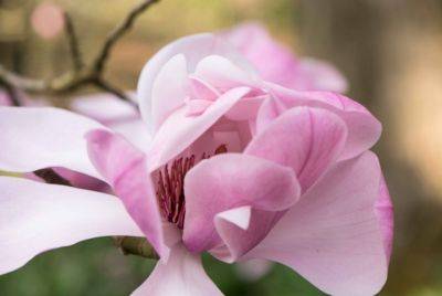 The Magnolias are Magnificent - blog.theenduringgardener.com - Britain