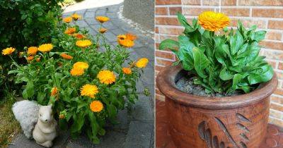 What Does Calendula Smell Like? - balconygardenweb.com - Greece - city Rome