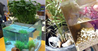 Using Aquarium Water for Plants - balconygardenweb.com