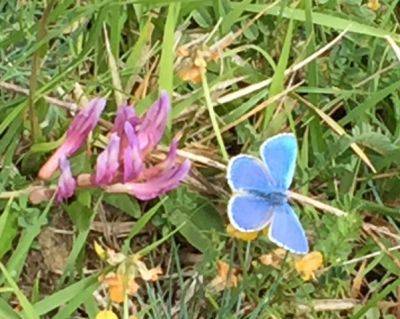 The Wildflower Meadows of the Abruzzo National Park - blog.theenduringgardener.com - Italy - city Rome