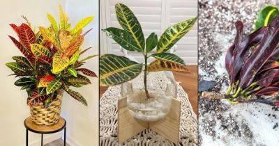 4 Best Ways to Propagate Croton Easily - balconygardenweb.com