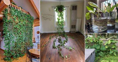 23 Different Ways to Grow Pothos in Home & Garden - balconygardenweb.com