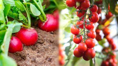 Can You Grow Tomatoes With Radishes? - epicgardening.com