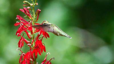27 Native Plants That Attract Hummingbirds - epicgardening.com - Usa - Canada