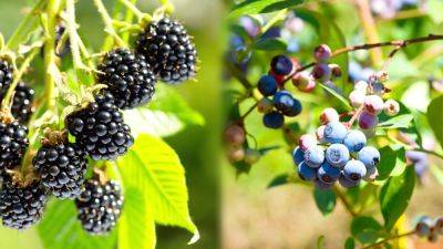 Can You Plant Blueberries With Blackberries? - epicgardening.com