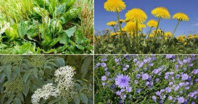 18 Beneficial Weeds in a Garden and Their Uses - balconygardenweb.com