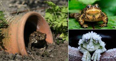 8 Ways To Attract Toads And Frogs To The Garden - balconygardenweb.com