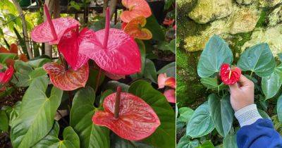 How to Force Anthuriums to Bloom Faster - balconygardenweb.com