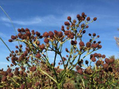 The Lasting Charm of Eryngium pandanifolium - blog.theenduringgardener.com