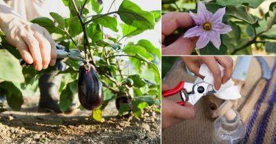 How to Prune Eggplants for Super Harvest - balconygardenweb.com