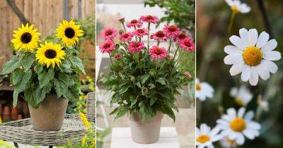 11 Best Flowers That Can Make You More Beautiful | Flowers For Skin Care - balconygardenweb.com