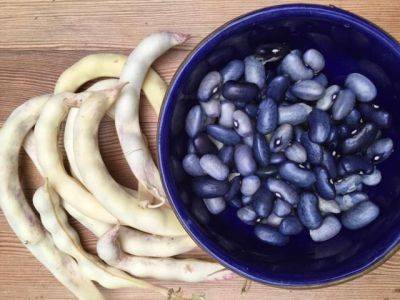 Blimey – Blue Beans! - blog.theenduringgardener.com - Britain - Italy