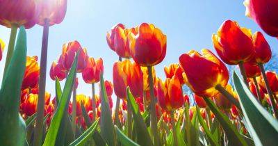 9 Reasons Why Tulip Leaves Turn Yellow Prematurely - gardenerspath.com