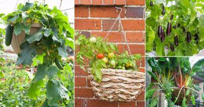 17 Best Vegetables for Hanging Baskets - balconygardenweb.com