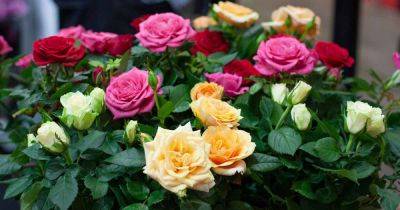 How to Buy Rose Bushes for the Garden - gardenerspath.com - Usa