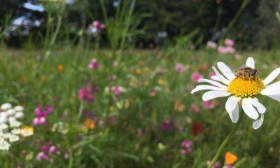 George’s Marvellous Garden - blog.theenduringgardener.com