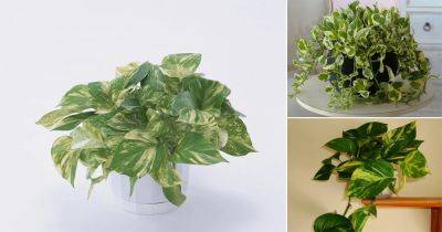 11 Amazing Science-Backed Pothos Plant Benefits - balconygardenweb.com