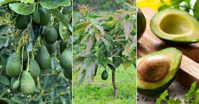 Is Avocado A Fruit Or Vegetable? - balconygardenweb.com - Mexico - city Brussels