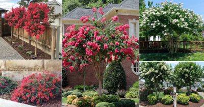 30 Beautiful Landscaping Ideas with Crepe Myrtles - balconygardenweb.com