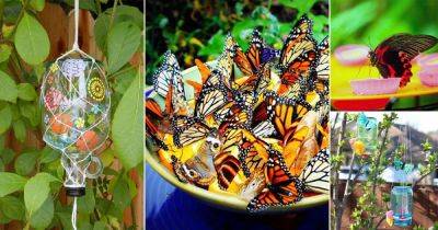 19 DIY Butterfly Feeder Ideas + Quick Liquid Butterfly Food Recipe - balconygardenweb.com