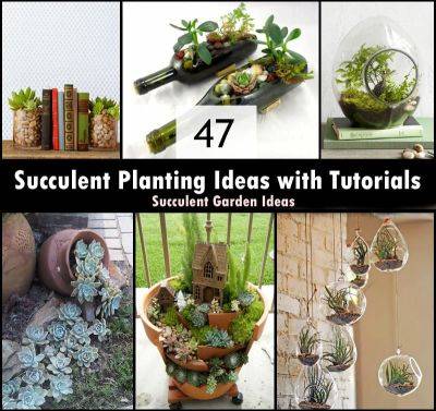 47 Succulent Planting Ideas with Tutorials | Succulent Garden Ideas - balconygardenweb.com