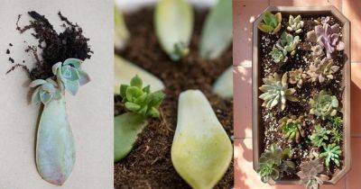 Propagating Succulents from Leaves | Growing Succulents from Leaves - balconygardenweb.com
