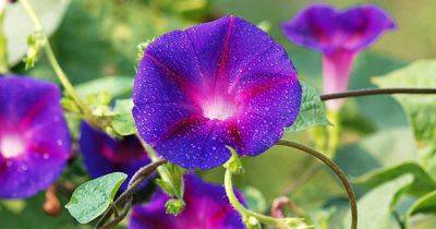 How to Grow Morning Glory in a Container - gardenerspath.com