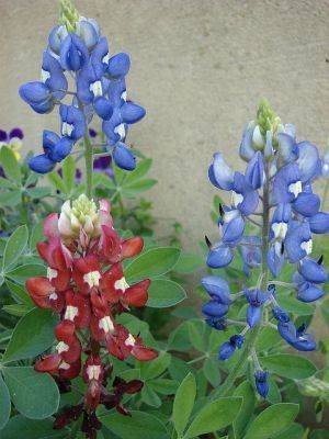 How to Grow Bluebonnets | Growing and Planting Bluebonnets - balconygardenweb.com - state Texas