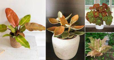 24 Stunning Plants that Look Like they are Made of Copper - balconygardenweb.com - Cuba