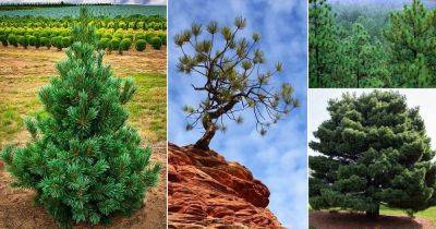 7 Different Types of Pine Trees in Texas | Pine Trees Native to Texas | - balconygardenweb.com - state Texas - state Arkansas - state North Carolina