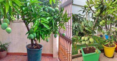 Everything About Growing Mango Tree | Mango Tree Care in Pot - balconygardenweb.com