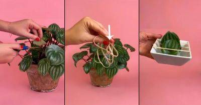 Try This Rubber Band Hack to Grow New Plants Quickly! - balconygardenweb.com - China