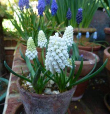 A Muscari Moment - blog.theenduringgardener.com