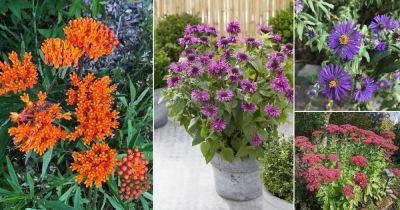 32 Splendid Perennial Flowers that Bloom for Decades - balconygardenweb.com