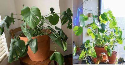 Monstera Leaves Curling? Reasons and How to Fix Them - balconygardenweb.com
