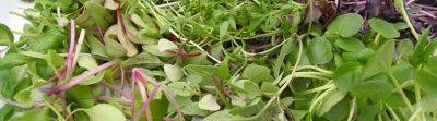 Microgreens – a garden on your windowsill - blog.theenduringgardener.com