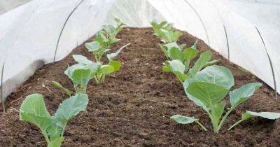 How to Use Floating Row Covers for Season Extension & Pest Prevention - gardenerspath.com