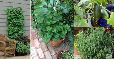 18 Best Climbing & Vining Vegetables for Containers to Grow Vertically - balconygardenweb.com - Usa