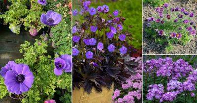 42 Best Purple Perennial Flowers - balconygardenweb.com