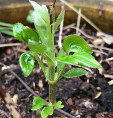 Clematis Supporting Act - blog.theenduringgardener.com