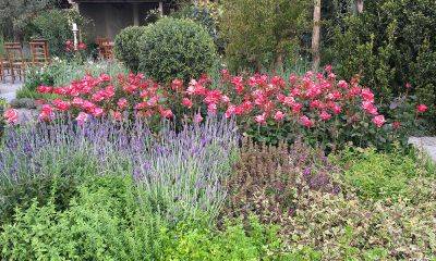 Getting to the Root of the Matter – with Sweet Peas - blog.theenduringgardener.com