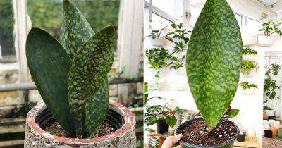 Whale Fin Sansevieria Care | Growing Masoniana Snake Plant - balconygardenweb.com