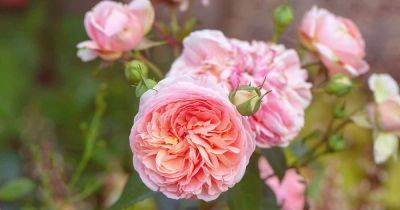 All About David Austin English Roses - gardenerspath.com - Britain - state Oregon