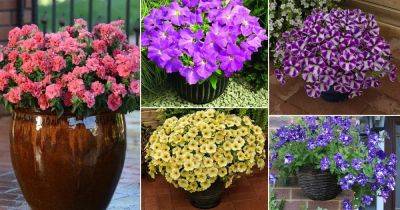 40 Beautiful Types of Petunias | Best Petunia Varieties - balconygardenweb.com