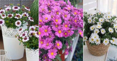 Daisy Flower Meaning and Symbolism - balconygardenweb.com - India - Greece - Egypt