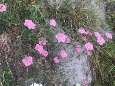 Rocky Places and a Favourite Oddity - blog.theenduringgardener.com - Mexico